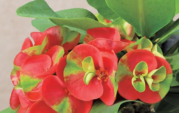 ต้นไม้มงคล สำหรับคนเกิดวันต่างๆ 