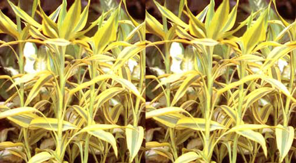 ไม้มงคลประดับบ้านกวนอิมทอง