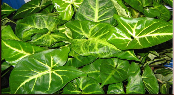 ใบเงินต้นไม้มงคลเรียกเงินเรียกทองเข้าบ้าน