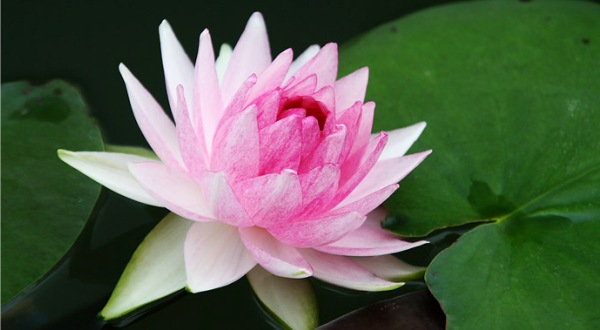 ดอกไม้มงคลประจำวันเกิด