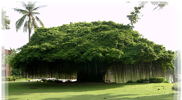 ไม้อัปมงคลที่มิควรปลูกในบ้าน