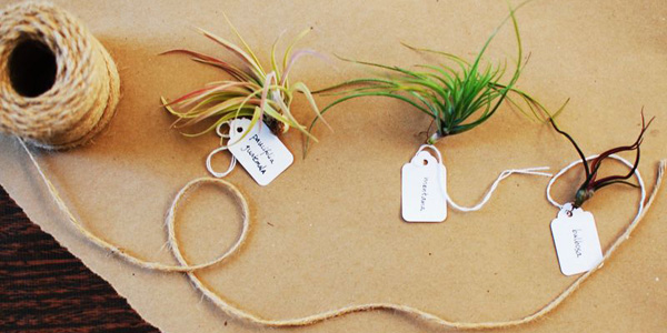 5 เคล็ดลับสำหรับการเพิ่มสีเขียวในบ้านคุณ