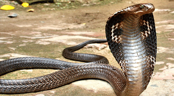 วิธีป้องกันงูเห่าไม่ให้เข้าบ้าน