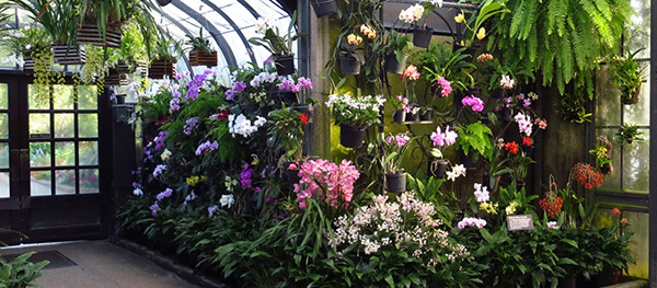 จัดสวนสวย ด้วยกล้วยไม้