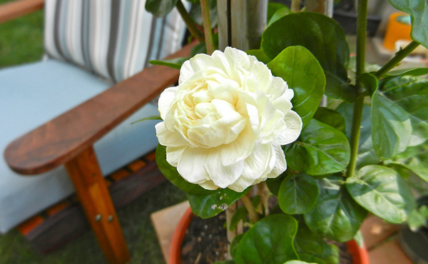 เสริมดวงความรักในบ้านด้วยมะลิ