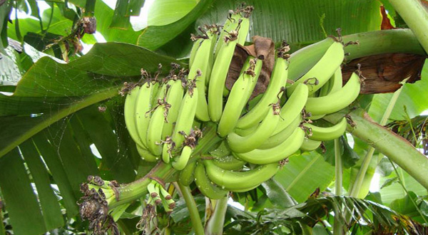 ไม้มงคลประจำปีเกิด