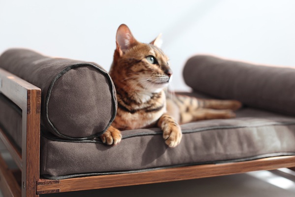 เฟอร์นิเจอร์ สำหรับสัตว์เลี้ยงตัวโปรด