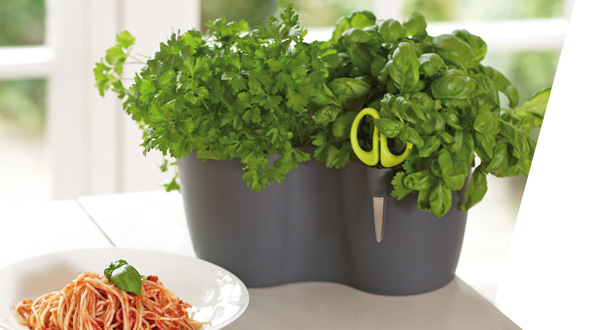 จัดแจกันสมุนไพรบนโต๊ะอาหาร