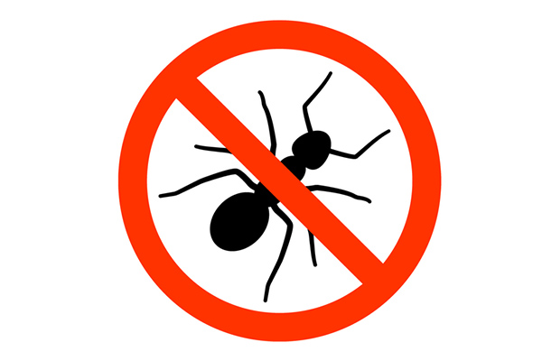 ไล่มดยังไง แบบไม่บาป