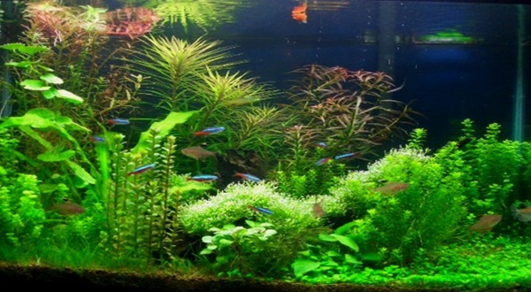 การตกแต่งบ้านด้วยตู้ปลาตามคติของฮวงจุ้ย