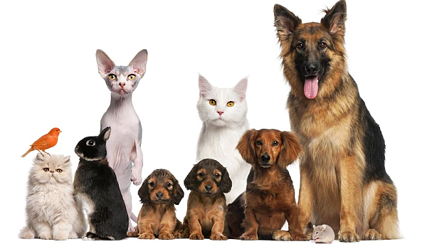 ข้อแนะนำการเลี้ยงสัตว์เลี้ยงในบ้าน