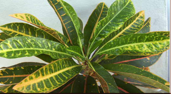 ต้นโกสนไม้มงคลแห่งบุญบารมี