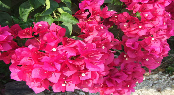 ดอกเพื่องฟ้า ดอกไม้แห่งความรุ่งเรือง