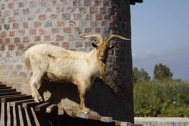 บ้านแพะ Tower Goat