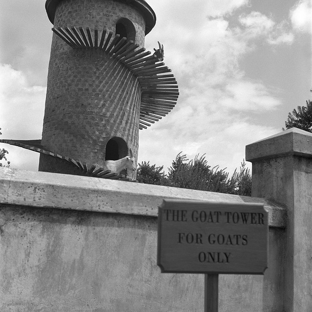 บ้านแพะ Tower Goat