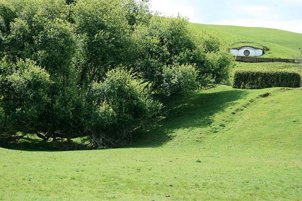 ออกแบบบ้านแกะ แกะนิวซีแลนด์ ออกแบบบ้านแกะ แกะนิวซีแลนด์