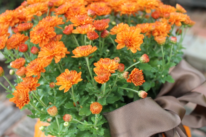 การปลูกต้นไม้ในฝักทอง 