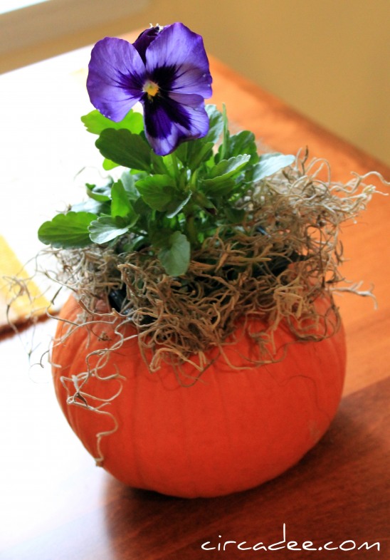 ดอกไม้ในฝักทอง