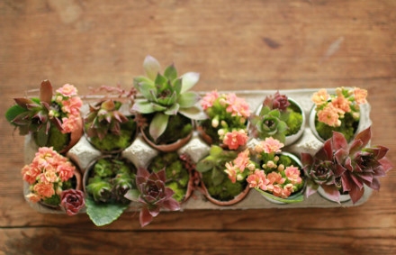 ไอเดียการจัดสวน ไอเดียการจัดสวน