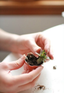 จัดสวนทำเอง