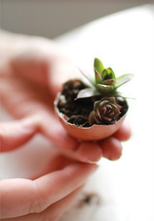 สวนเปลือกไข่ สวนเปลือกไข่