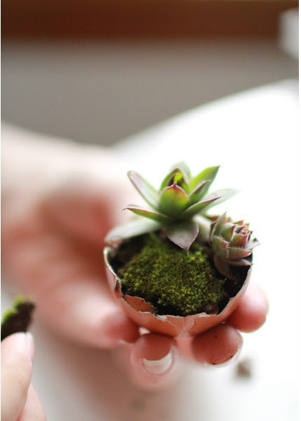 จัดสวนจิ๋ว จัดสวนจิ๋ว