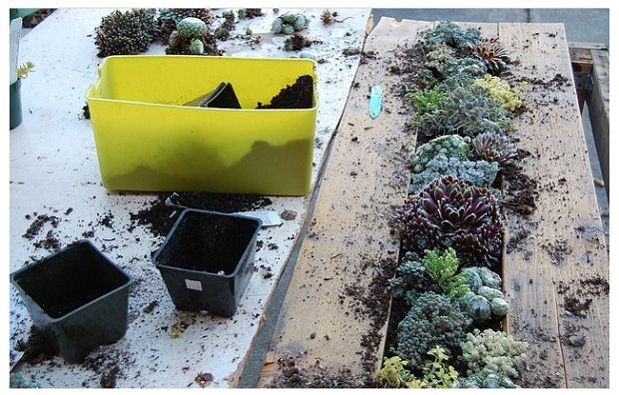 ไอเดียการจัดสวน ไอเดียการจัดสวน