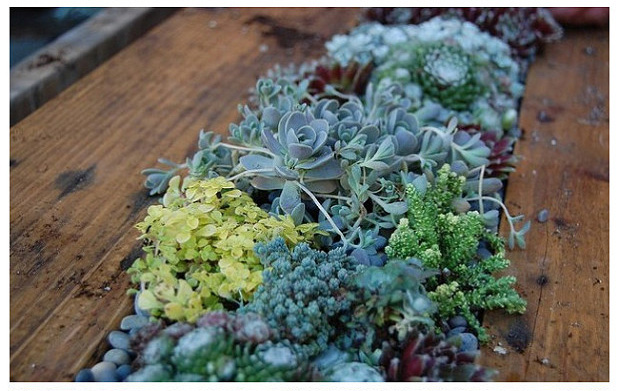 จัดสวนเอง จัดสวนเอง