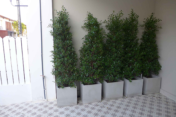 จัดสวนสวย