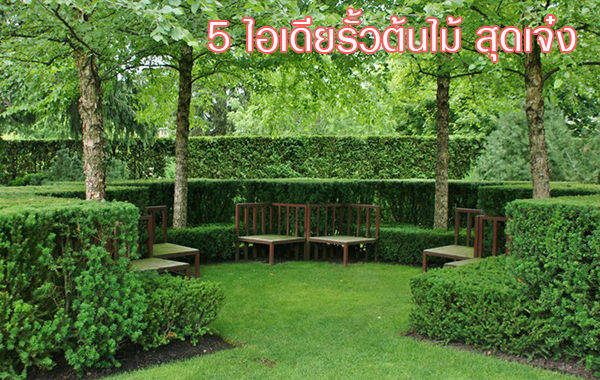 ไอเดียรั้วต้นไม้ ไอเดียรั้วต้นไม้