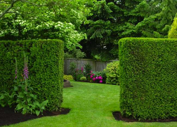 รั้วต้นไม้ รั้วต้นไม้