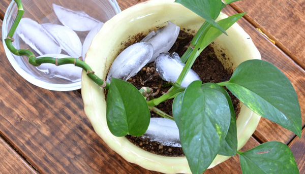 รดน้ำต้นไม้ด้วยน้ำแข็ง รดน้ำต้นไม้ด้วยน้ำแข็ง