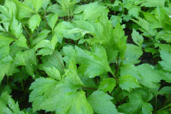 ต้นไม้ไล่ยุง ต้นไม้ไล่ยุง