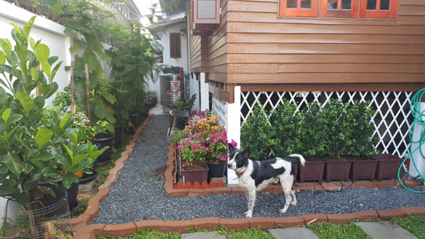 จัดสวนข้างบ้าน