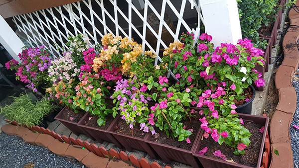 จัดสวนข้างบ้าน