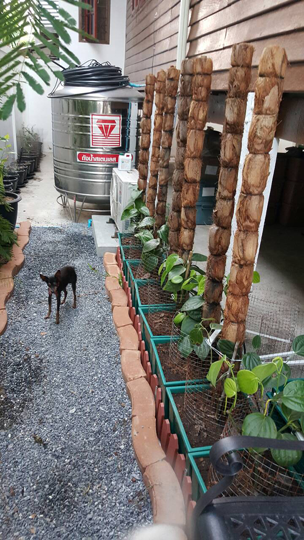 สวนข้างบ้าน