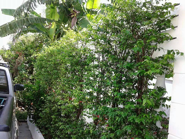 จัดสวนข้างบ้าน