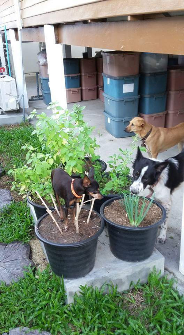 จัดสวนข้างบ้าน