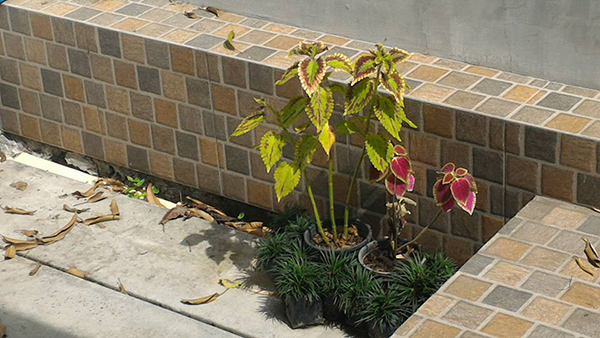 ไอเดียการจัดสวน