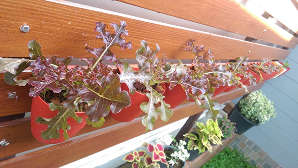 ปลูกผักกินเอง