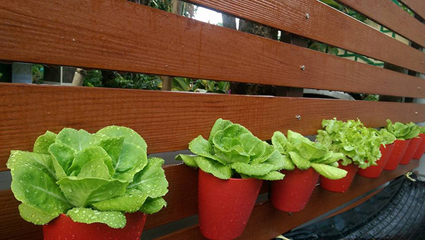 ปลูกผักริมรั้ว