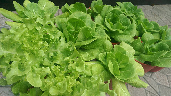 ผักริมรั้ว