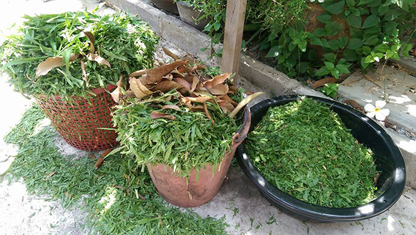 ตัดหญ้า