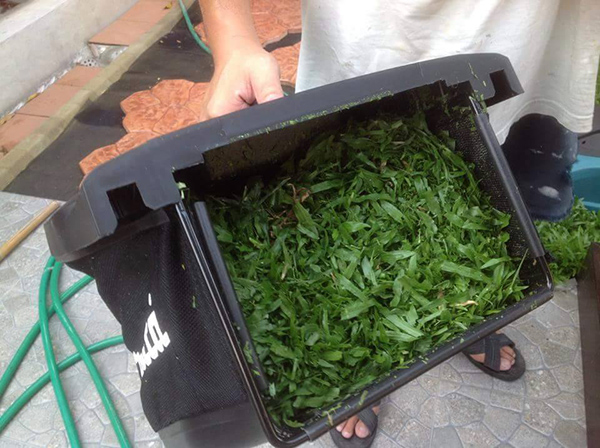 ตัดหญ้าเอง