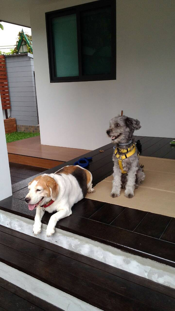 สวนข้างบ้าน