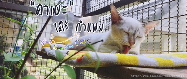 สร้างบ้านแมว สร้างบ้านแมว