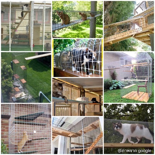 ไอเดียสร้างบ้านแมว ไอเดียสร้างบ้านแมว