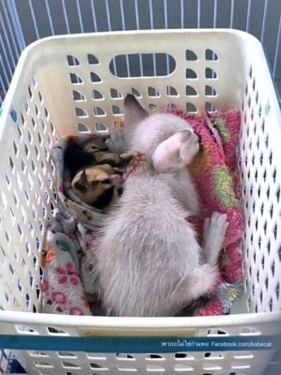 ทาสแมว ทาสแมว