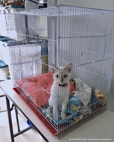 กรงแมว กรงแมว
