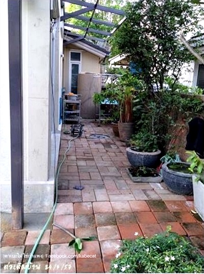 สร้างบ้านแมวข้างบ้าน สร้างบ้านแมวข้างบ้าน